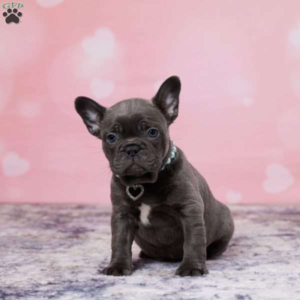 London, Frenchton Puppy